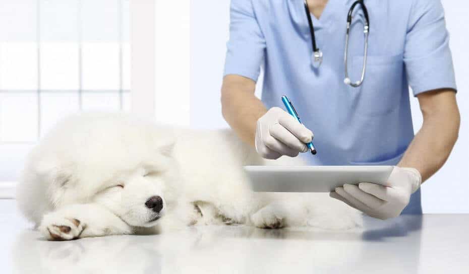 insufficienza renale cane