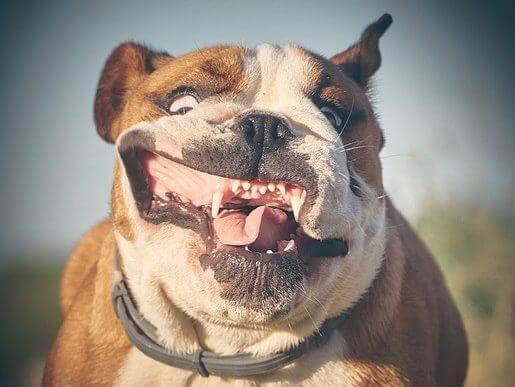 starnuto inverso cane