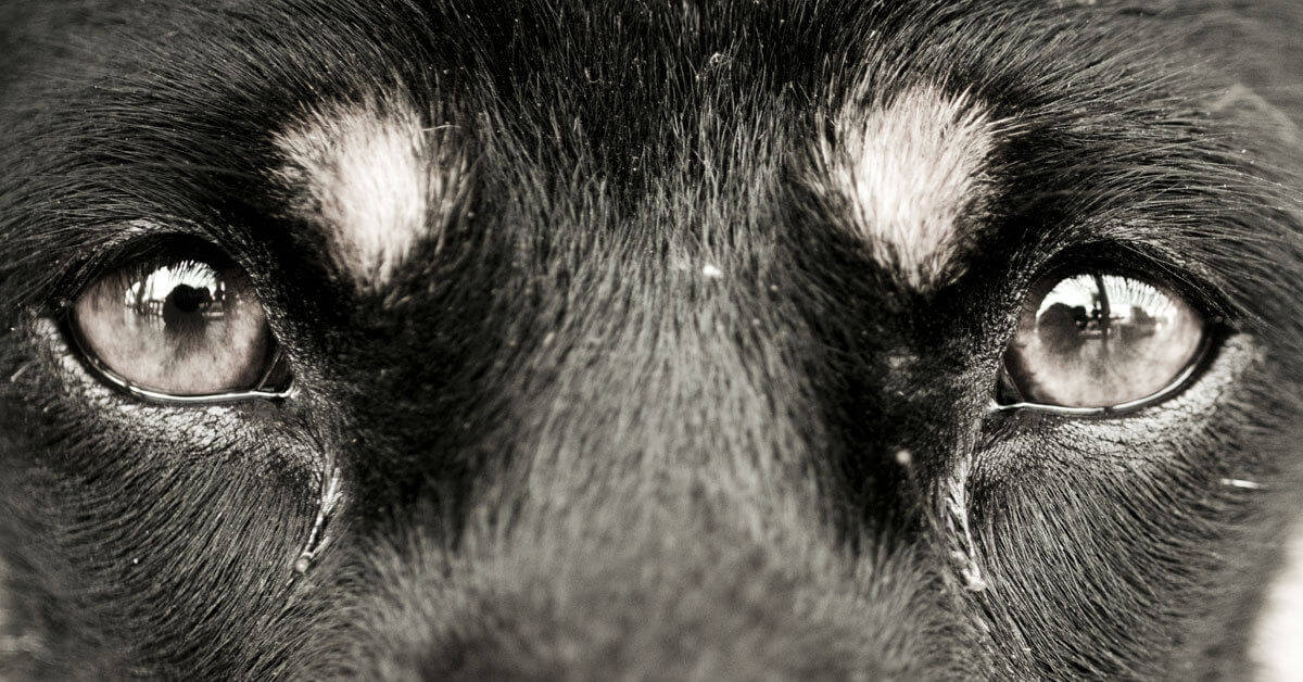 problemi-comuni-occhi-cane