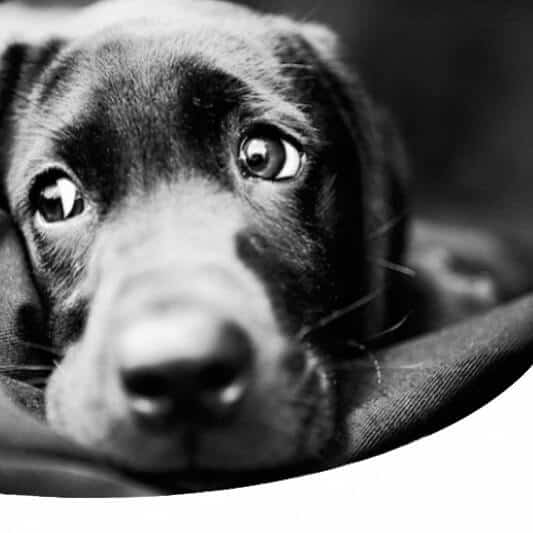 sintomi-cimurro-nel-cane