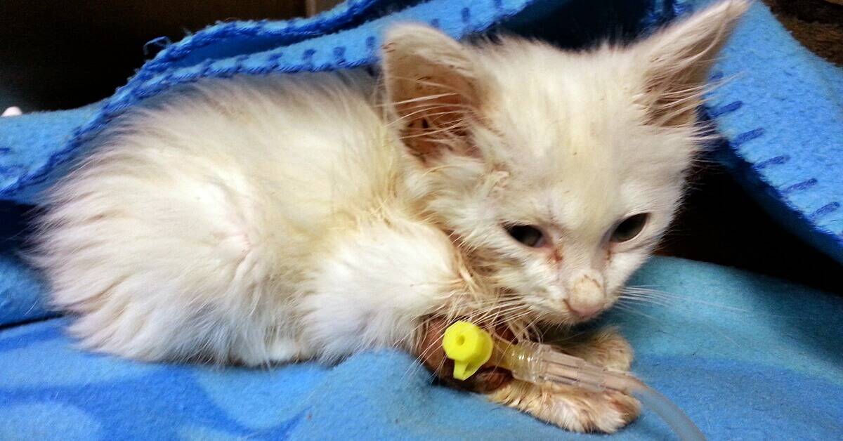 panleucopenia-felina-gastroenterite-gatto-cucciolo