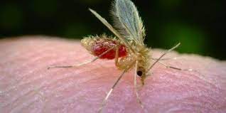 pappataci-responsabili-leishmaniosi