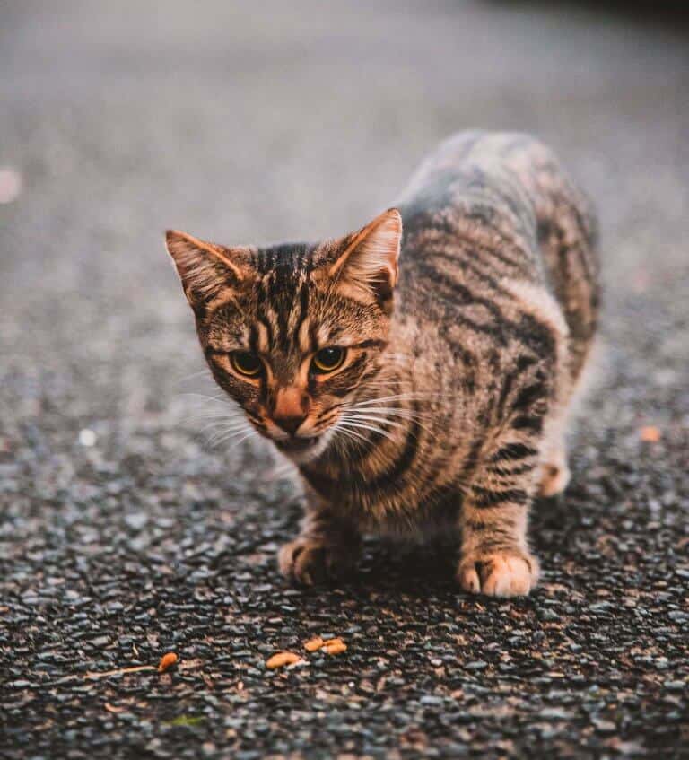 avvelenamento-gatti-causa-cura-prevenzione