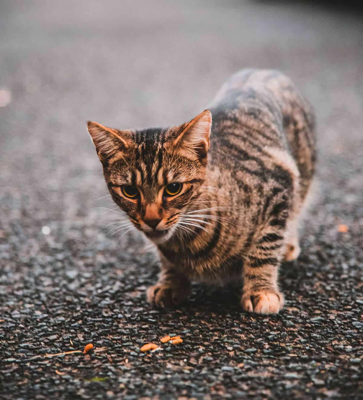 avvelenamento-gatti-causa-cura-prevenzione