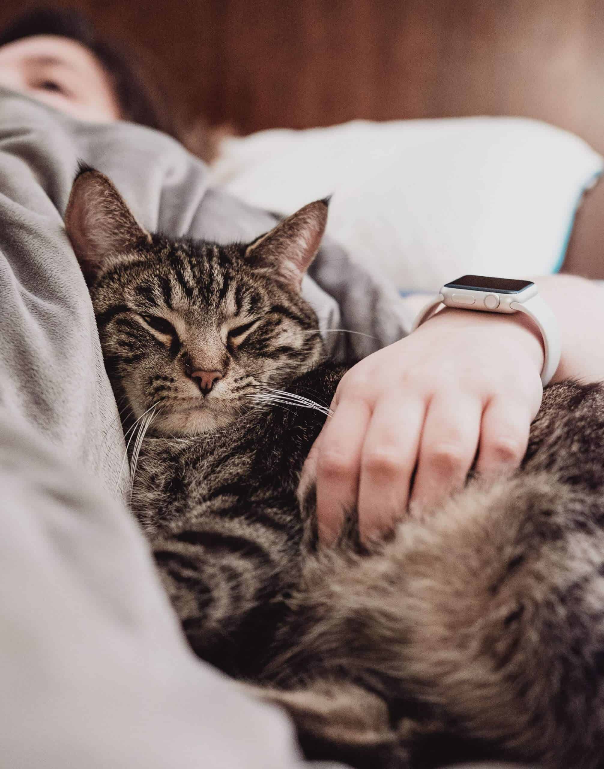 gatto-con-la-diarrea-causa-cura-prevenzione-doctorvet