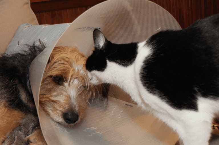 IBD nel cane e nel gatto