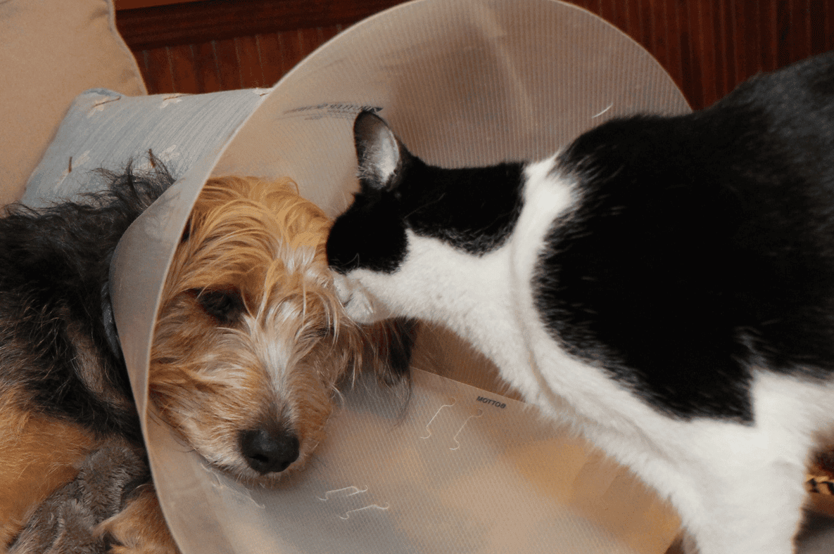 IBD nel cane e nel gatto