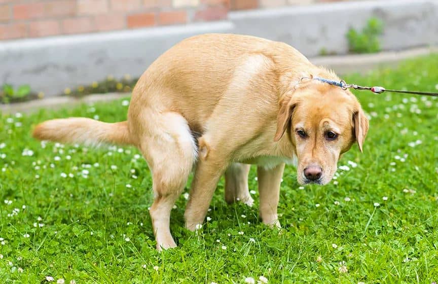 alimentazione e dieta cane ibd infiammazione tratto intestinale