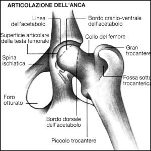 articolazione dell'anca cane