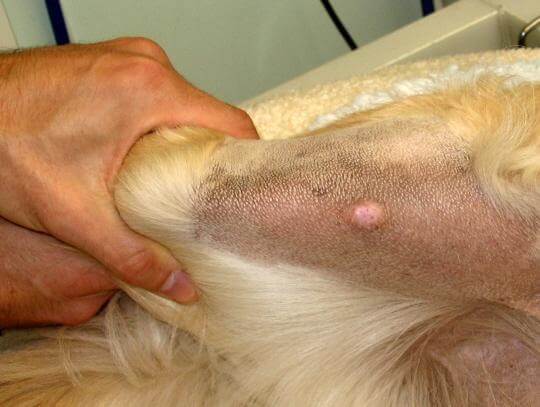 cause tumore mammario cane