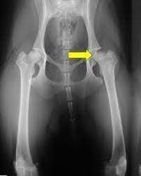 displasia-anca-cane-razze