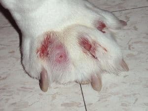 eczema cane zampe