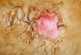 eczema umido dermatite doctorvet