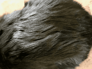 forfora nel gatto sintomi