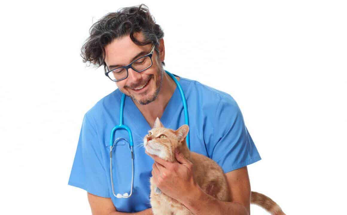 forfora-nel-gatto-causa