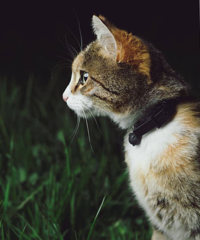 peritonita-gatto-causa-sintomi-cura-prevenzione