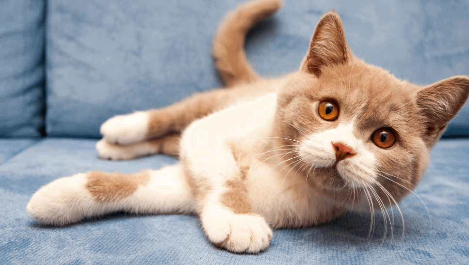 sintomi IBD nel cane e nel gatto