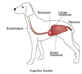 sintomi-IBD-nel-cane