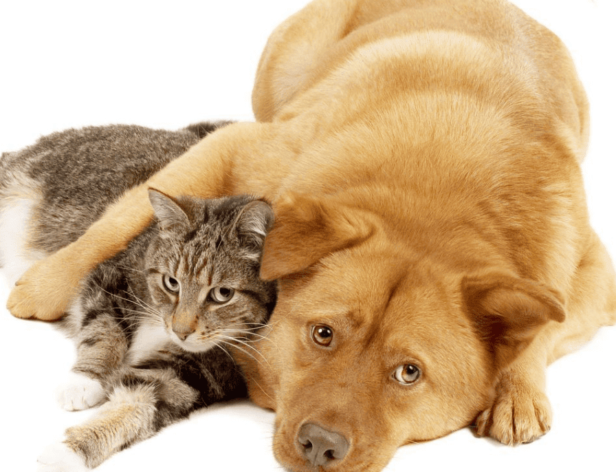 trattamento IBD e dieta - alimentazione da seguire