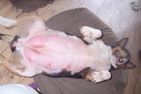 tumore-alla-mammella-nei-cani-doctorvet