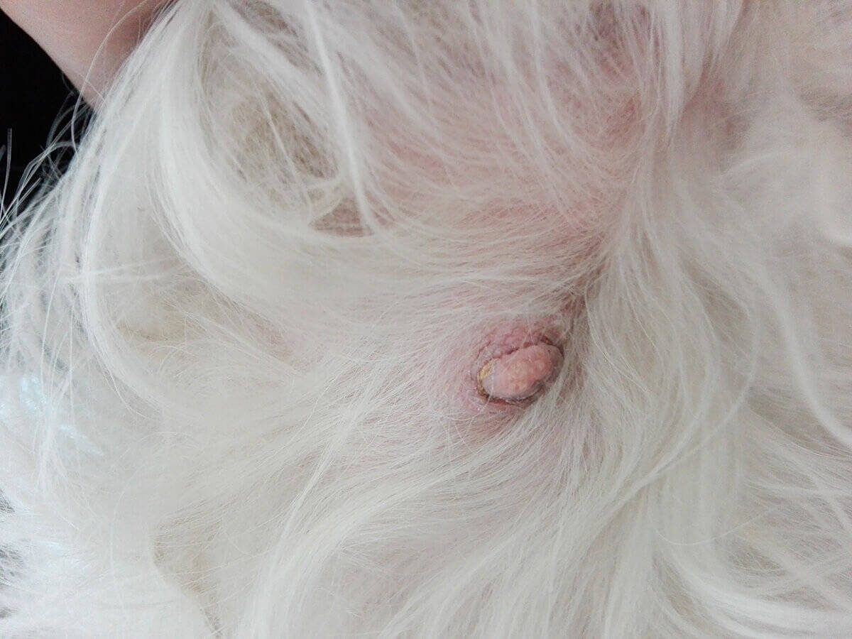 tumore mammella cane