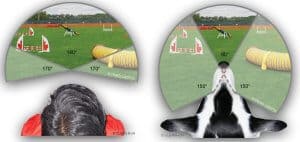 angolo di visione del cane - come vedono i cani