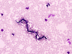 filaria cane e gatto