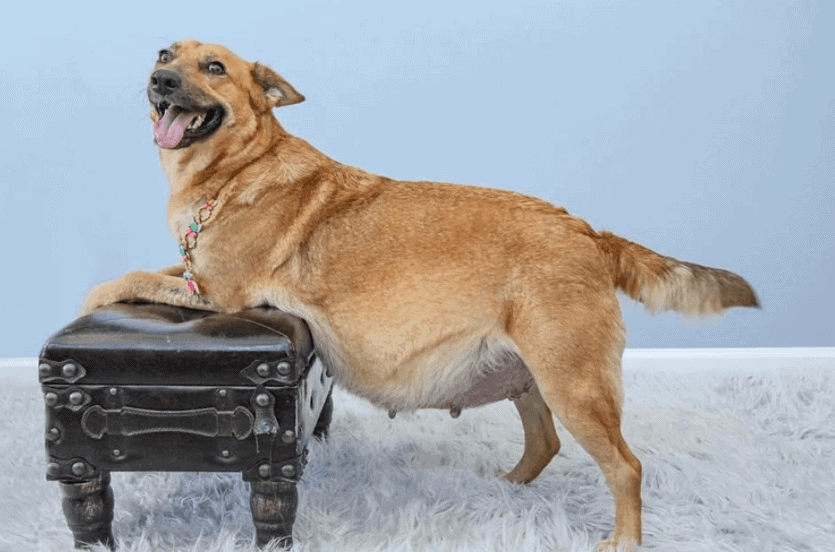 gravidanza del cane cura e gestione