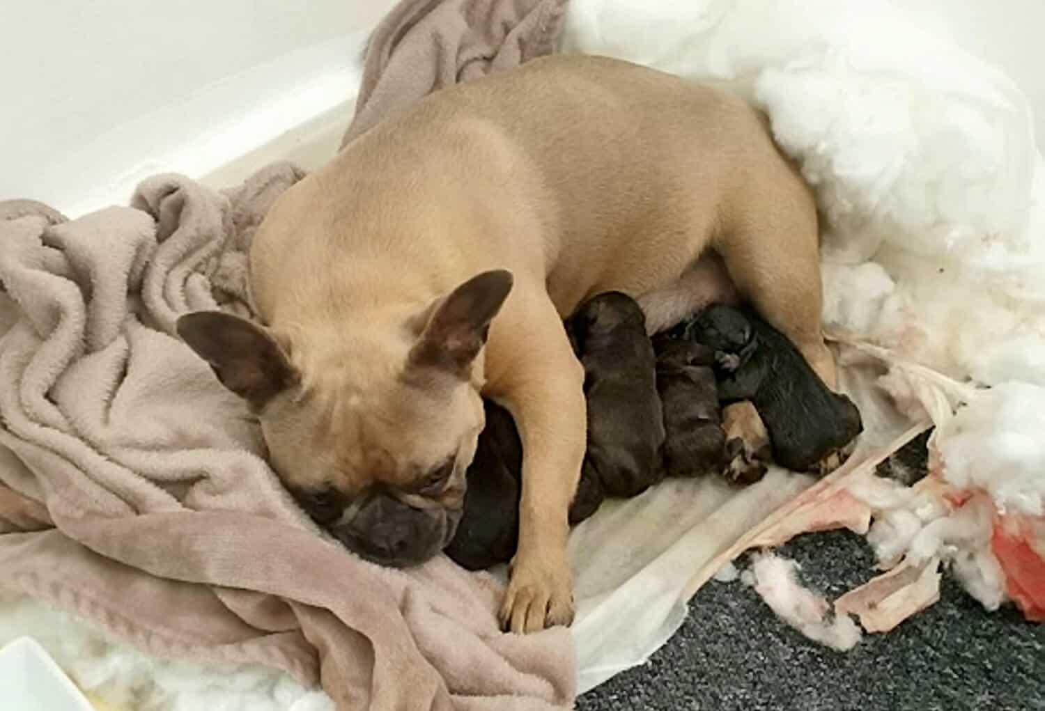 guida sulla gravidanza del cane femmina