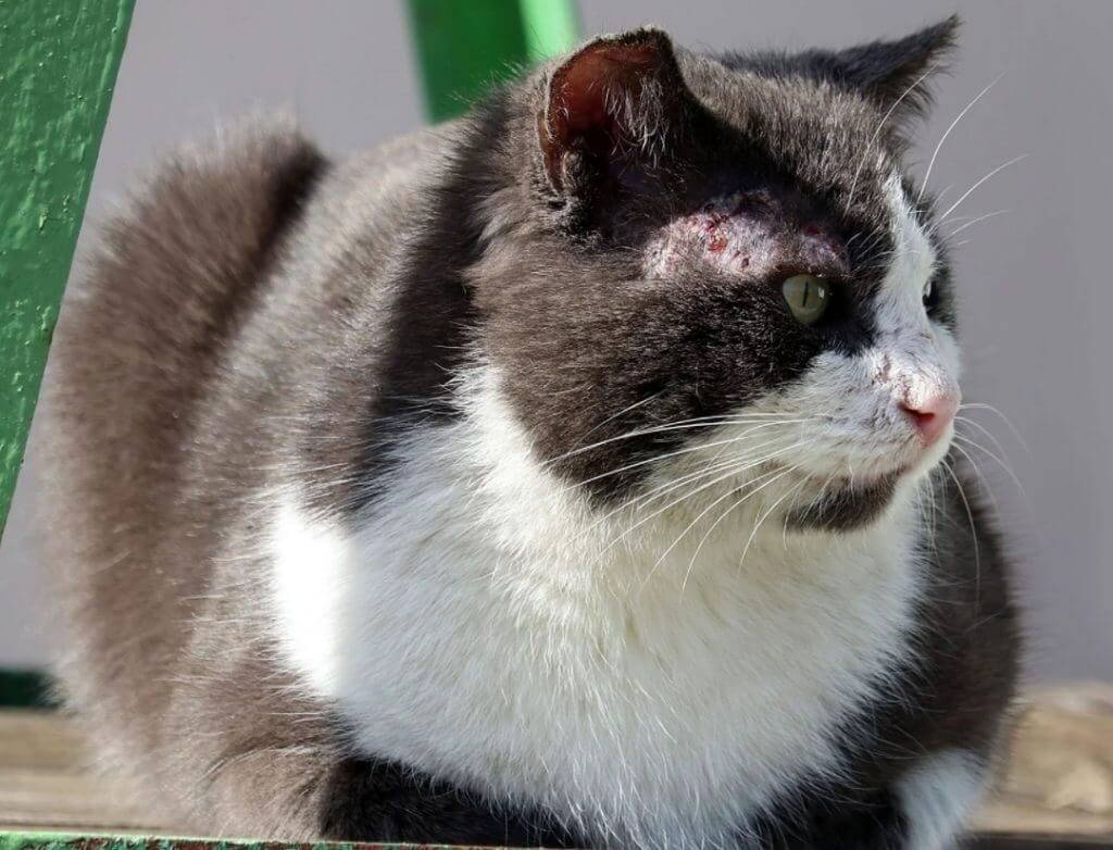alopecia nel gatto cura