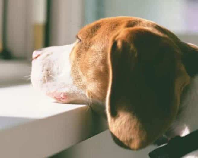 cane in casa che abbaia