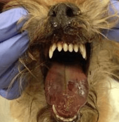 cane mangia processionaria