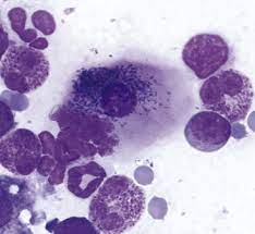 causa clamidia nel gatto