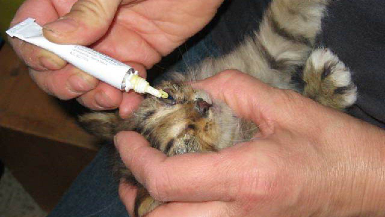 come curare la clamidia al gatto