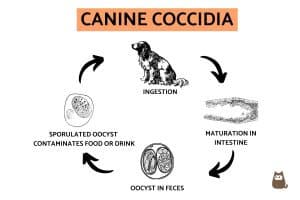 come si contrae la coccidiosi nel cane - ciclo