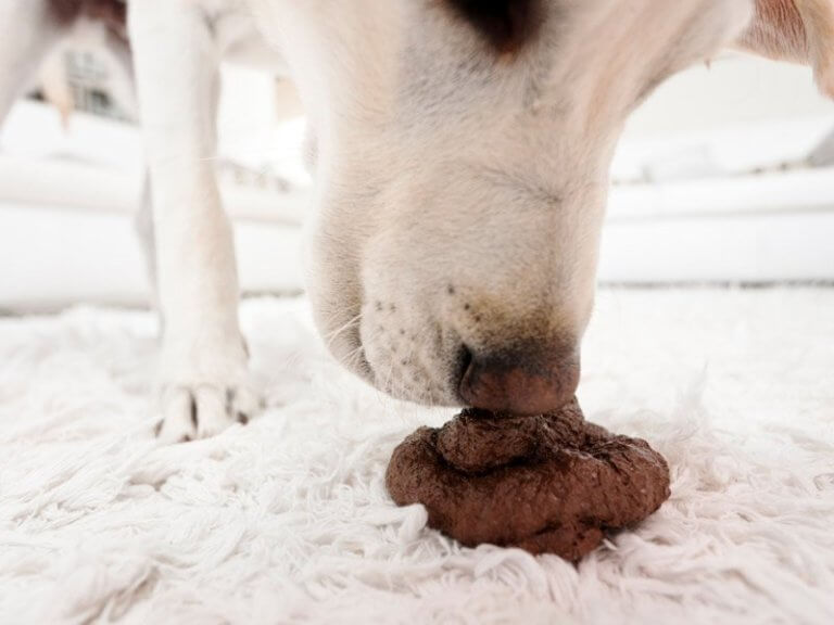 coprofagia canina - cane mangia la cacca