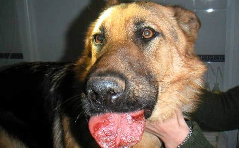 processionaria cane veterinario