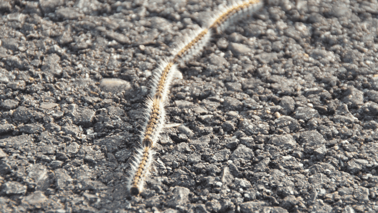 processionaria-nel-cane-gatto-animale