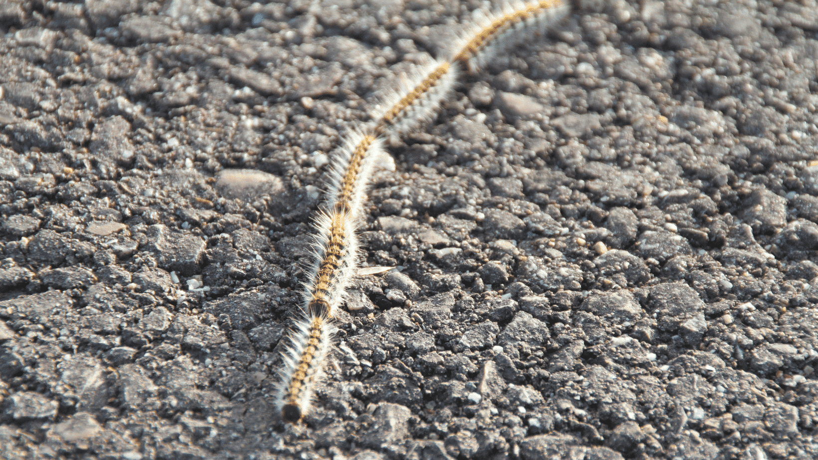 processionaria-nel-cane-gatto-animale