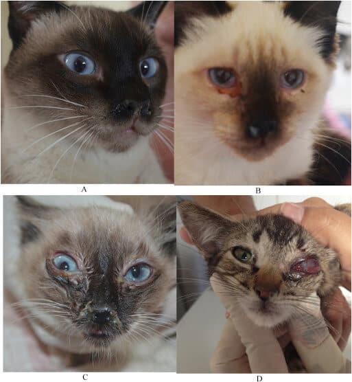 I sintomi della clamidia nel gatto