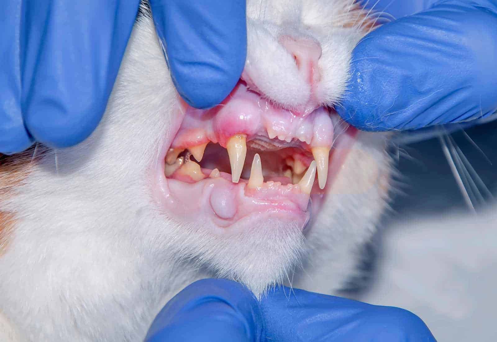 sintomi e cause della stomatite nel gatto