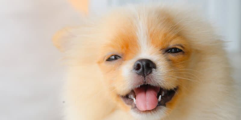 starnuto-inverso-cane-cosa-fare