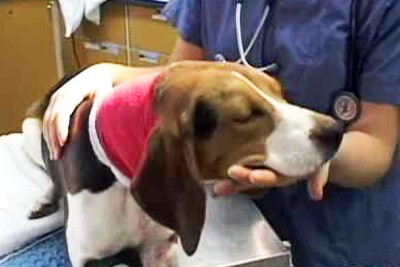 starnuto inverso - cane