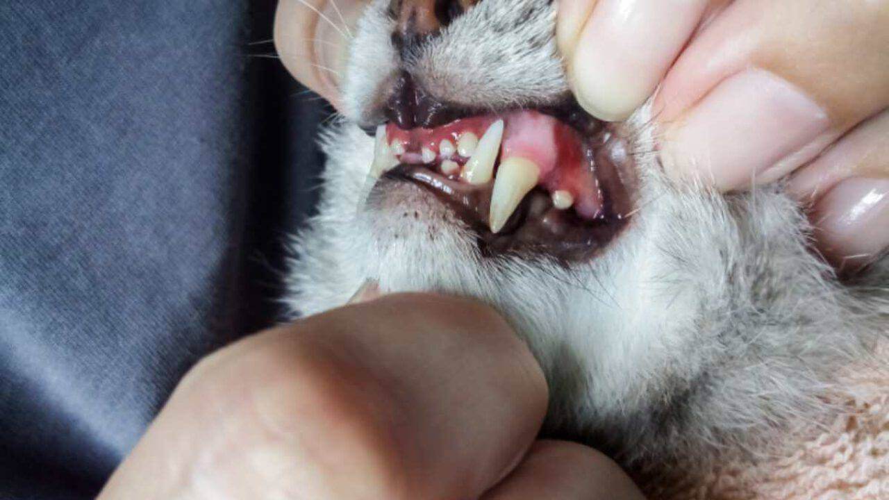 stomatite problemi alla bocca del gatto
