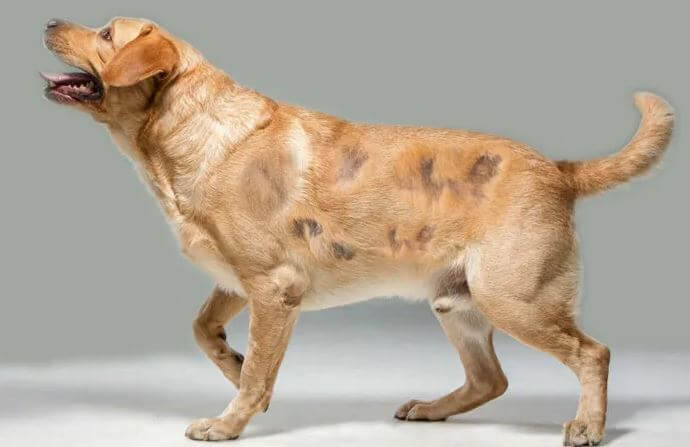 alopecia nel cane