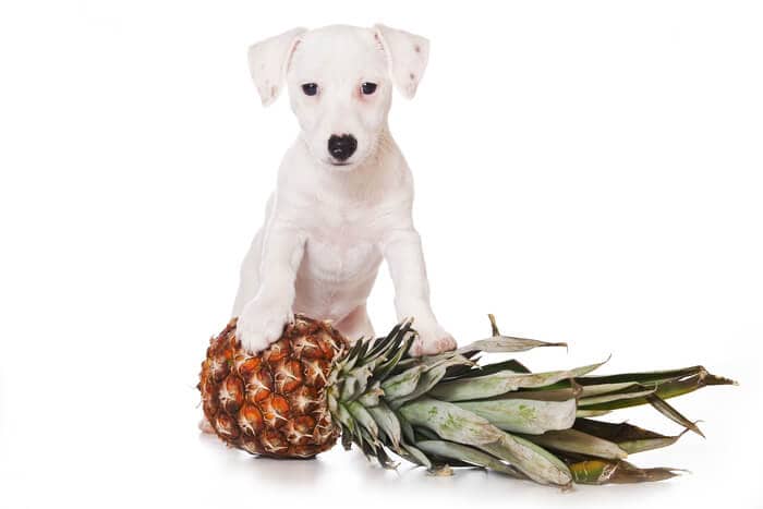 ananas-ai-cani-benefici-fa-bene