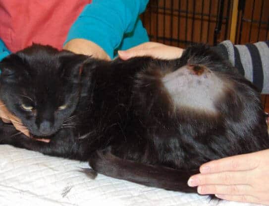 ascesso nel gatto diagnosi e cura