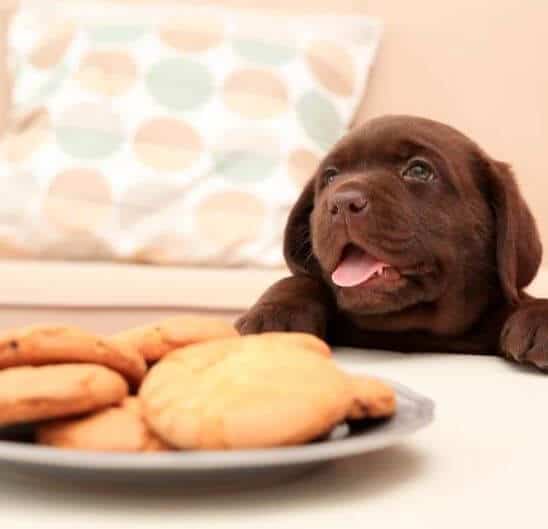 I cani non devono mangiare dolci