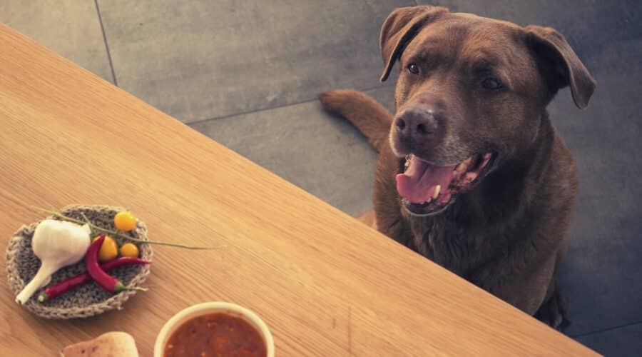 I cani non possono mangiare aglio