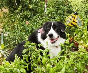 il cane puo mangiare il basilico
